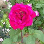 Semesterbostad La Bastide De La Reine Margot