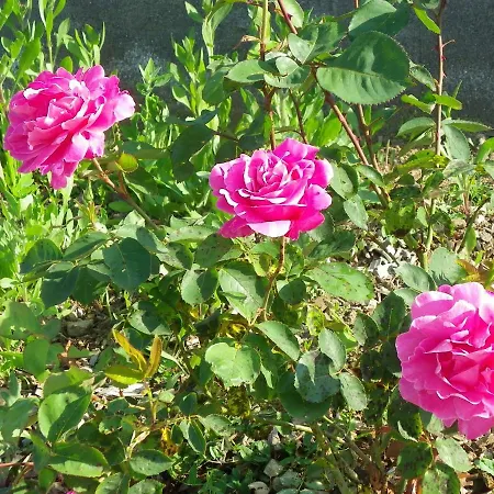 La Bastide De La Reine Margot Prázdninový dům Beaumont (Haute-Loire)