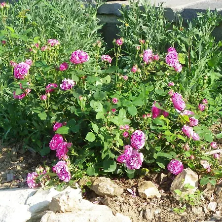 La Bastide De La Reine Margot Prázdninový dům Beaumont (Haute-Loire)