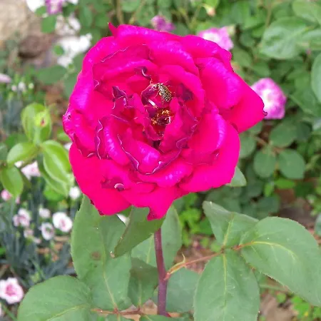 Holiday home La Bastide De La Reine Margot