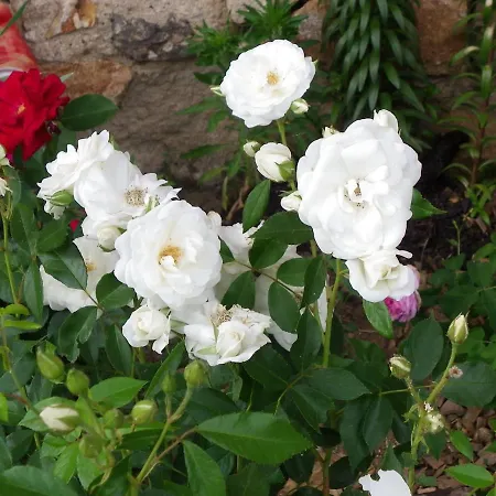 La Bastide De La Reine Margot *