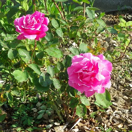 Holiday home La Bastide De La Reine Margot Beaumont (Haute-Loire)